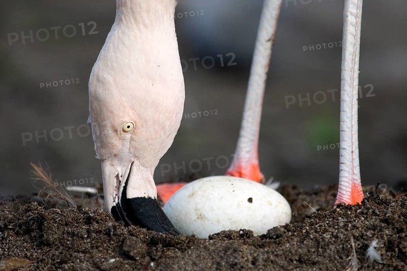 Chilean flamingo (Phoenicopterus chilensis) with egg in nest, Chile Flamingo