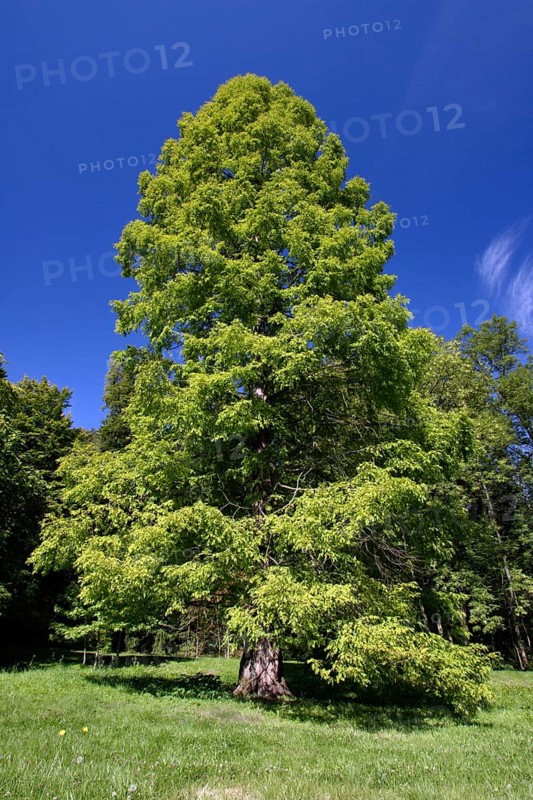 Baldcypress (Taxodium distichum), mountain park Wilhelmshohe, Kassel, Hessen, Germany, Wilhelmshöhe, Taxodiaceae, Europe
