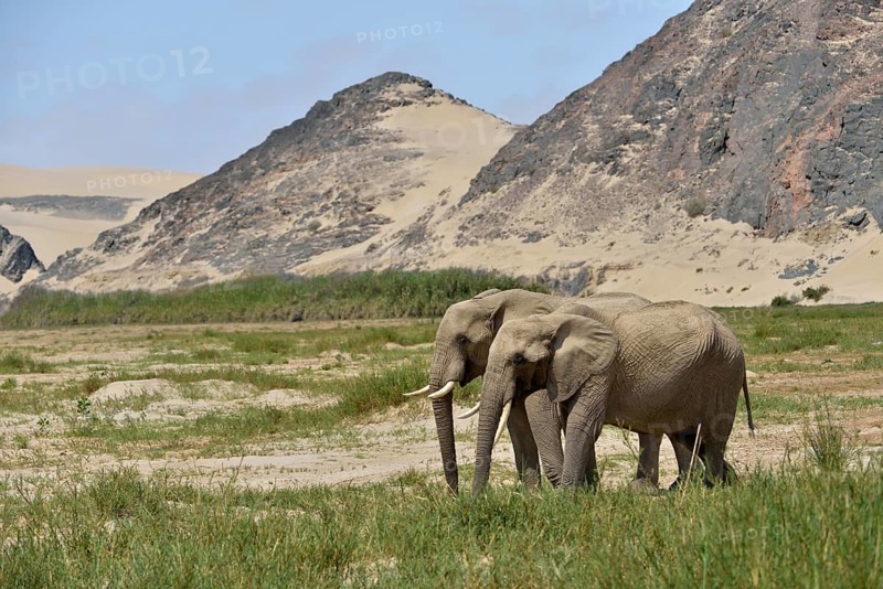 Desert elephant or African elephants (Loxodonta africana), dry riverbed of Hoarusib, Skeleton Coast National Park, Kaokoveld, Kunene Region, Namibia, Africa