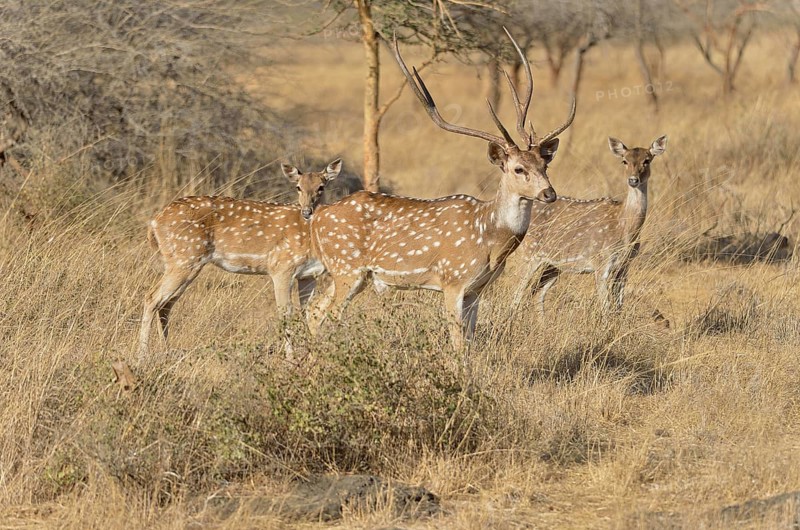 Chital, Cheetal or Axis Deer (Axis axis), Gir Forest National Park, Gir Sanctuary, Gujarat, India, Asia