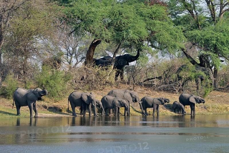 Elephant (Loxodonta africana) herd drinking at the Cuando River, Bwabwata National Park, Zambezi Region, Caprivi Strip, Namibia, Africa