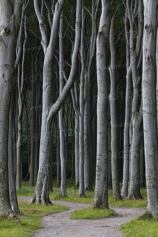 Beech trees, shaped by strong sea winds, at Ghost Wood, Gespensterwald along the Baltic Sea beach at Nienhagen, Mecklenburg-Vorpommern, Germany, Europe