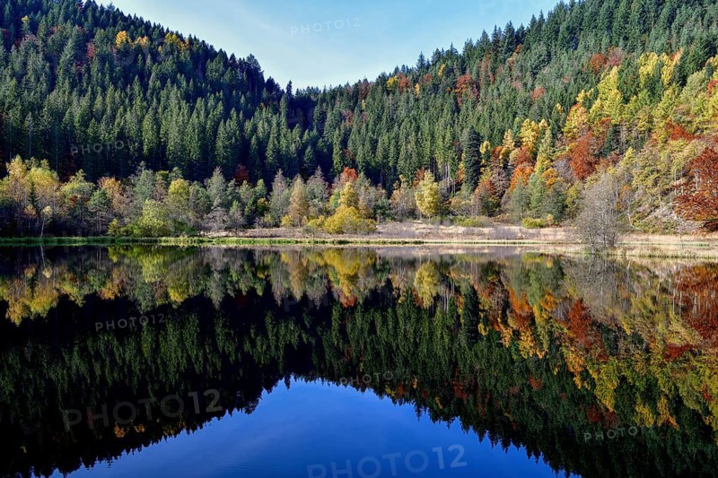 Trees reflected in the Sankenbachsee, Karsee, autumn, near Baiersbronn, Freudenstadt district, Black Forest, Baden-Württemberg, Germany, Europe