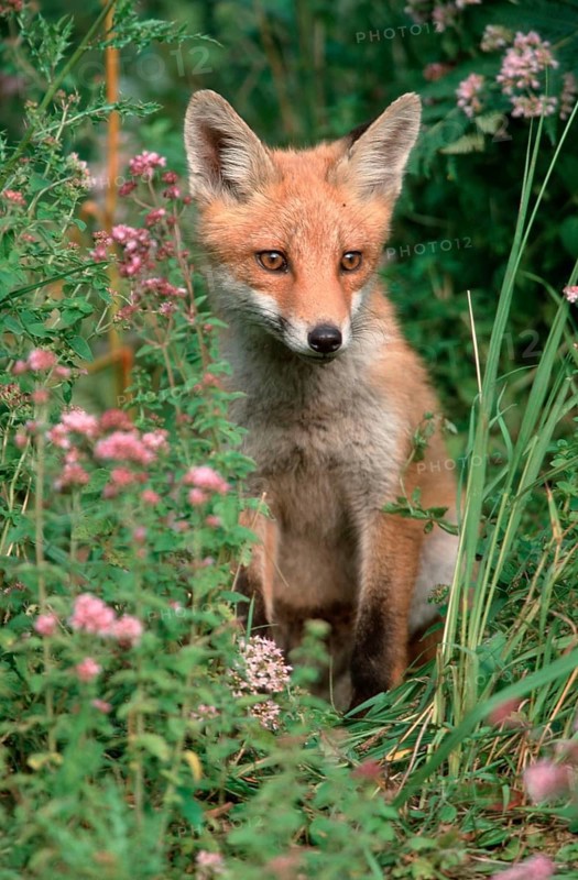Red fox (Vulpes vulpes), young animal, Hesse, Germany, Europe