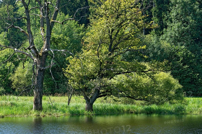 Dead trees at the moor lake in the evening light, Kesselmoor Seachtn near Andechs, Upper Bavaria, Bavaria, Germany, Europe