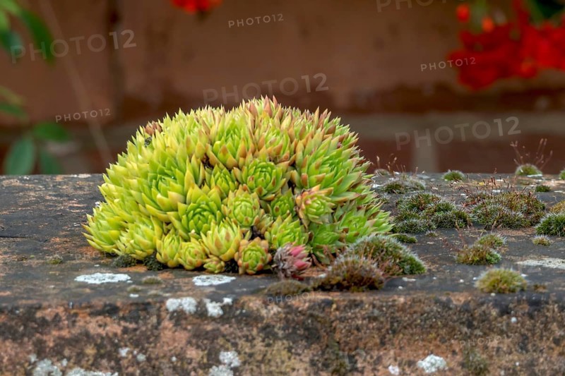 Sedum on the top of a wall, Alsace, France, Europe
