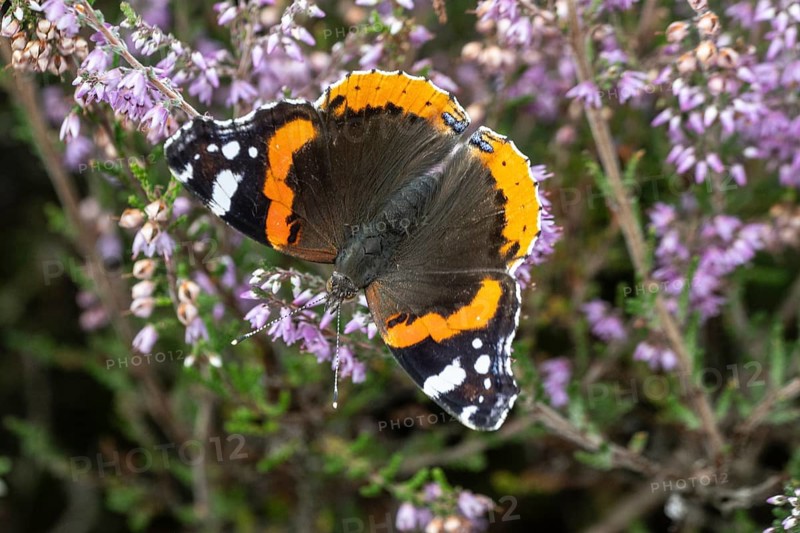 Red admiral (Vanessa atalanta) on common heather (Calluna vulgaris), Emsland, Lower Saxony, Germany, Europe