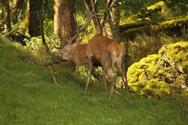 Red deer (Cervus elaphus) stag working on a branch lying on the ground during the rut, Allgäu, Bavaria, Germany, Allgäu, Bavaria, Germany, Europe