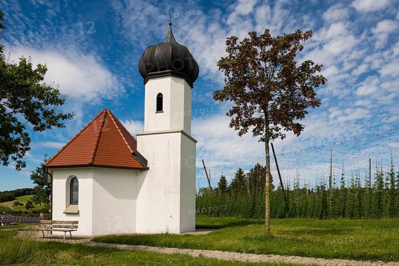 Chapel and hop gardens, hop growing, hop plantation, St George's Chapel, St George's Chapel, Dietmannsweiler, near Tettnang, Upper Swabia, Lake Constance, Baden-Württemberg, Germany, Europe