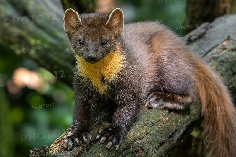 European pine marten (Martes martes) on tree trunk in forest showing big paws with semi-retractable claws for climbing trees