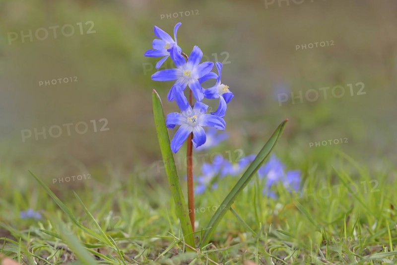 Lucile's glory-of-the-snow (Chionodoxa luciliae), flowering on forest floor, inflorescence, Siegerland, North Rhine-Westphalia, Germany, Europe