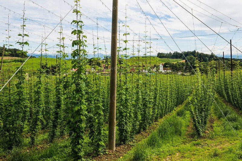 Village and hop gardens, hop growing, hop plantation, Neukirch, near Tettnang, behind the Swiss Alps, Upper Swabia, Lake Constance, Baden-Württemberg, Germany, Europe
