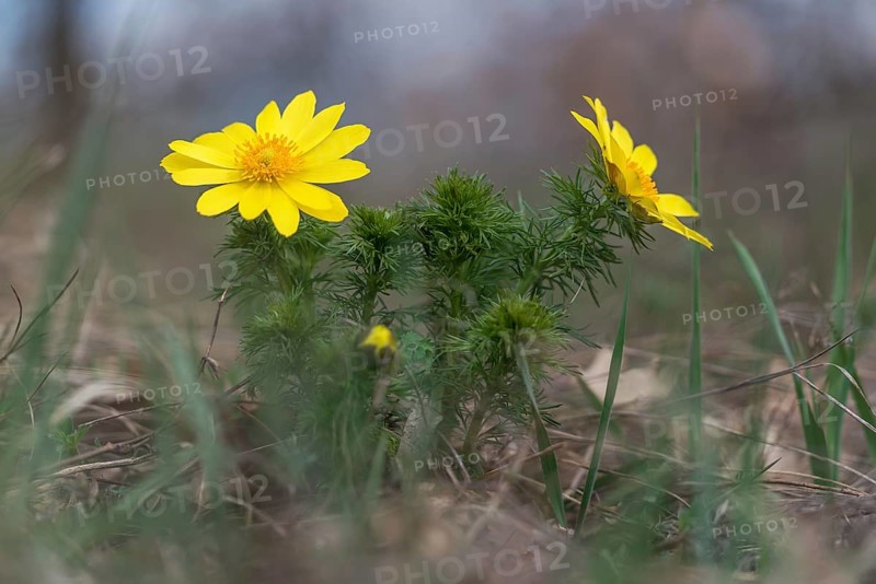 Pheasant's eye, spring pheasant's eye, yellow pheasant's eye or false hellebore (Adonis vernalis), Burgenland, Austria, Europe