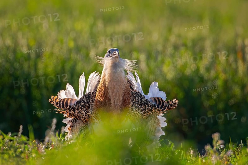 Great bustard (Otis tarda) mating male, spread beard feathers and wings, heaviest flying bird, La Serena steppe area, Extremadura, Spain, Europe