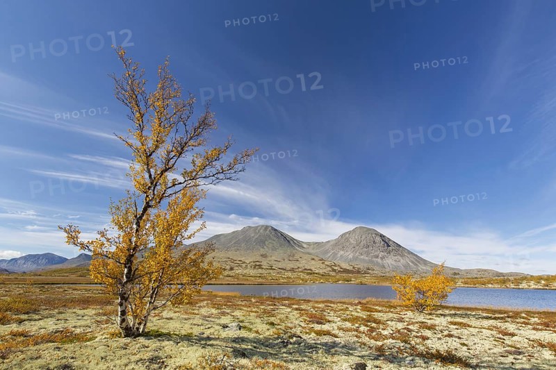 Silver birch and reindeer lichen on the tundra in autumn and the Stygghøin mountain range at Døråldalen, Rondane NP, Innlandet, Oppland, Norway, Europe