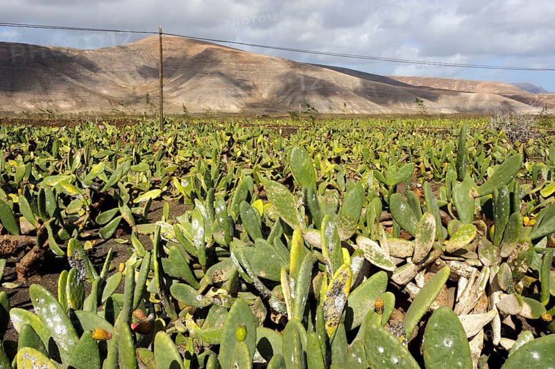 Field of cacti, Jardin de Cactus, cactus garden, Guatiza, Lanzarote, Canary Islands, Spain (Opuntia howeyi)