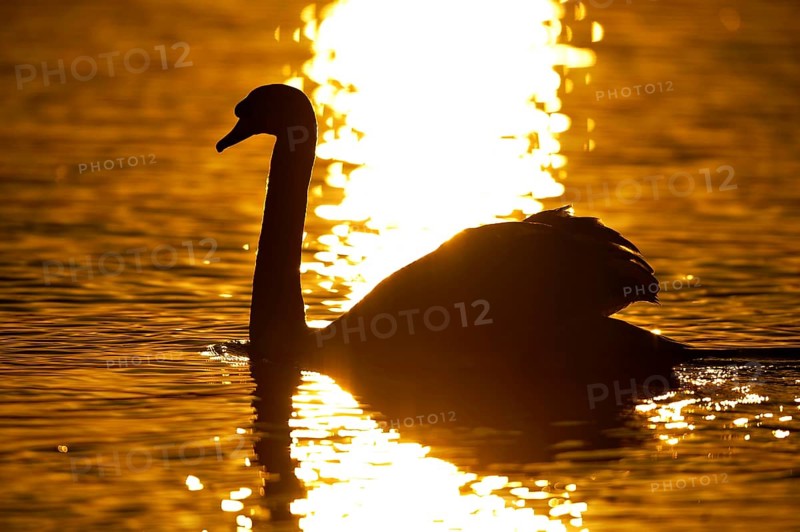 Mute swan (Cygnus olor), lateral, Germany, Europe
