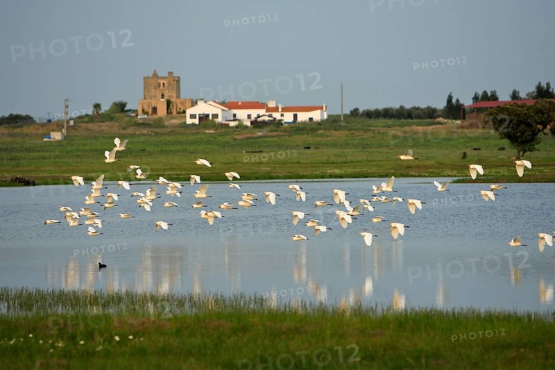 Cattle Egrets (Bubulcus ibis), Portugal, heron, Europe