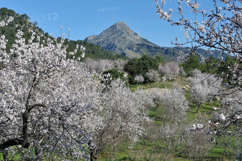 Flowering Almond trees (Prunus dulcis), Tramuntana Mountains, Majorca, Balearic Islands, Spain, Europe