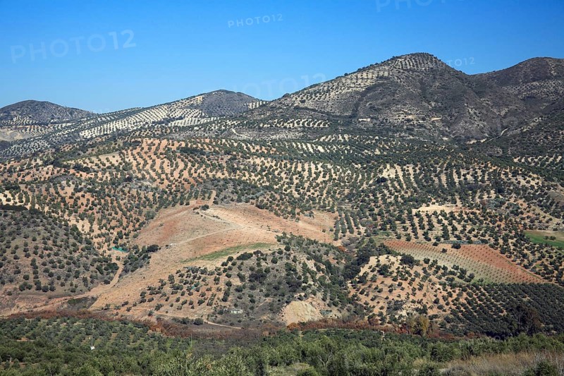 Olive plantation, Andalusia, Spain, Europe