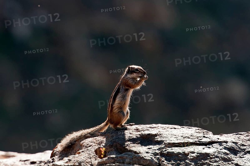 Barbary ground squirrel (Atlantoxerus getulus), chipmunk, Atlantic squirrel, ground squirrel, wildlife, Canary Islands, Fuerteventura, Spain, Europe