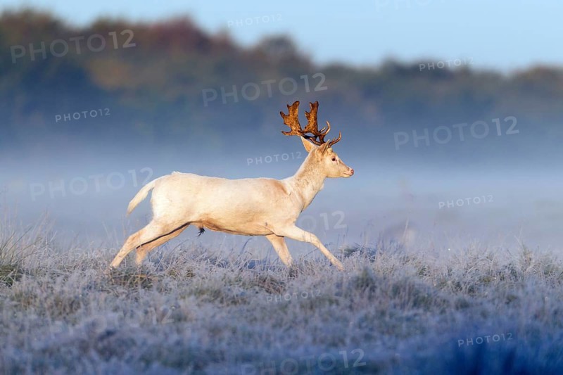 Fallow deer (Dama dama), male