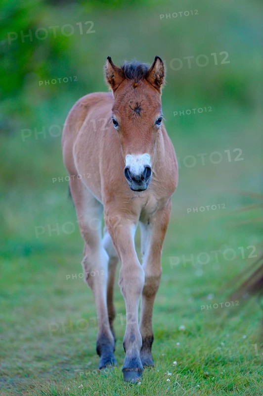 Exmoor pony, foal