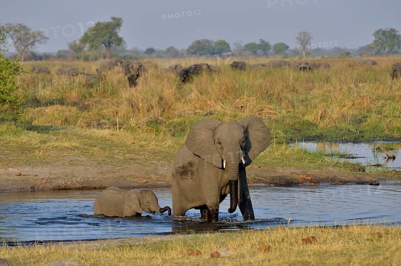 Elephant (Loxodonta africana), cow with calf in the Cuando River, Bwabwata National Park, Zambezi Region, Caprivi Strip, Namibia, Africa