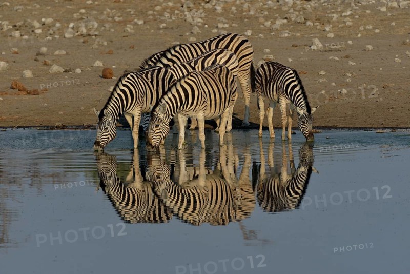 Burchell's Zebras (Equus quagga burchelli) drinking at the waterhole Chudop, Etosha National Park, Namibia, Africa