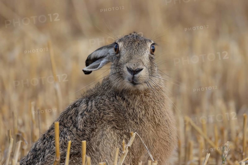 European hare in a stubble field