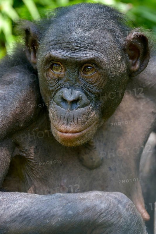 Bonobo (Pan paniscus), portrait, Lola ya Bonobo Sanctuary, Kimwenza, Mont Ngafula, Kinshasa, Democratic Republic of the Congo