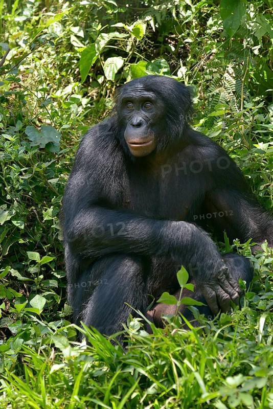 Bonobo (Pan paniscus), Lola ya Bonobo Sanctuary, Kimwenza, Mont Ngafula, Kinshasa, Democratic Republic of the Congo