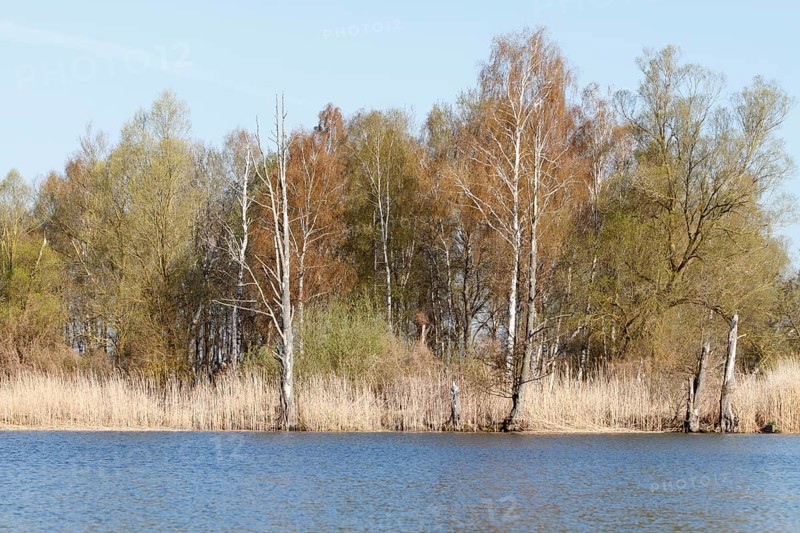 Mixed forest of willows and birches on the banks of the Peene, Peene Valley River Landscape nature park Park, Mecklenburg-Western Pomerania, Germany, Europe