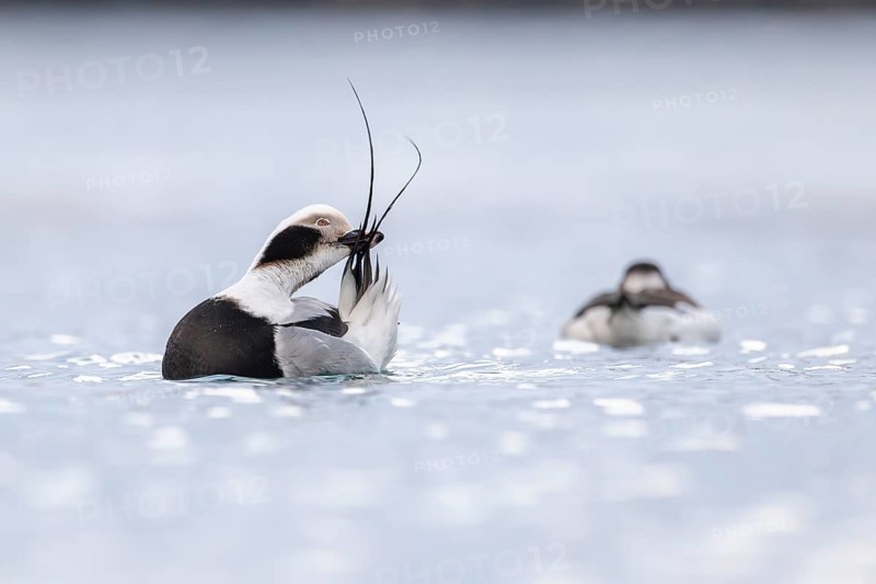 Long-tailed duck (Clangula hyemalis), male in splendour plumage during plumage care, Batsfjord, Båtsfjord, Varanger Peninsula, Finnmark, Northern Norway, Norway, Europe