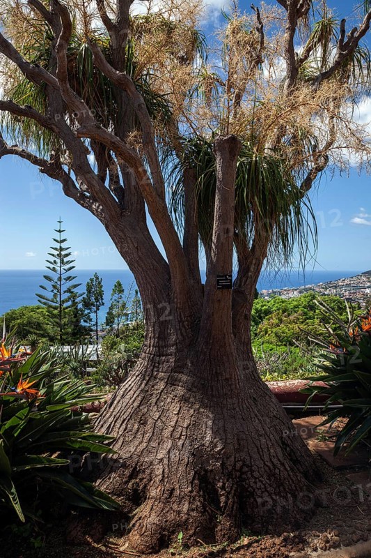 Mighty elephant foot (Beaucarnea recurvata), botanical garden in Funchal, Jardim Botanico, Funchal, Madeira, Portugal, Europe
