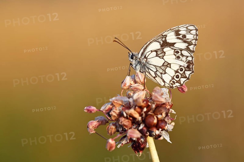 Marbled white (Melanargia galathea) in cold torpor on the flower of rocambole (Allium scorodoprasum), Middle Elbe Biosphere Reserve, Saxony-Anhalt, Germany, Europe
