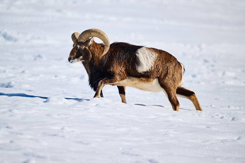 European mouflon (Ovis aries musimon) ram on a snowy meadow in the mountains in tirol, Kitzbühel, Wildpark Aurach, Austria, Europe