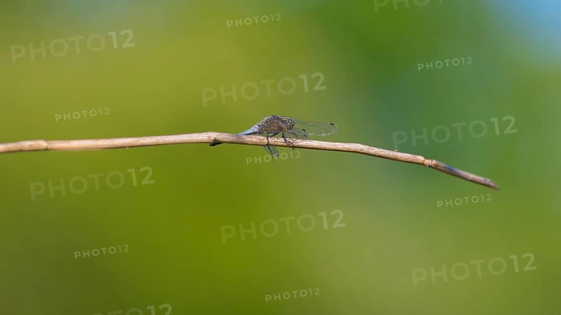 Close-up, black-tailed skimmer (Orthetrum cancellatum), male, Neustadt am Rübenberge, Germany, Europe