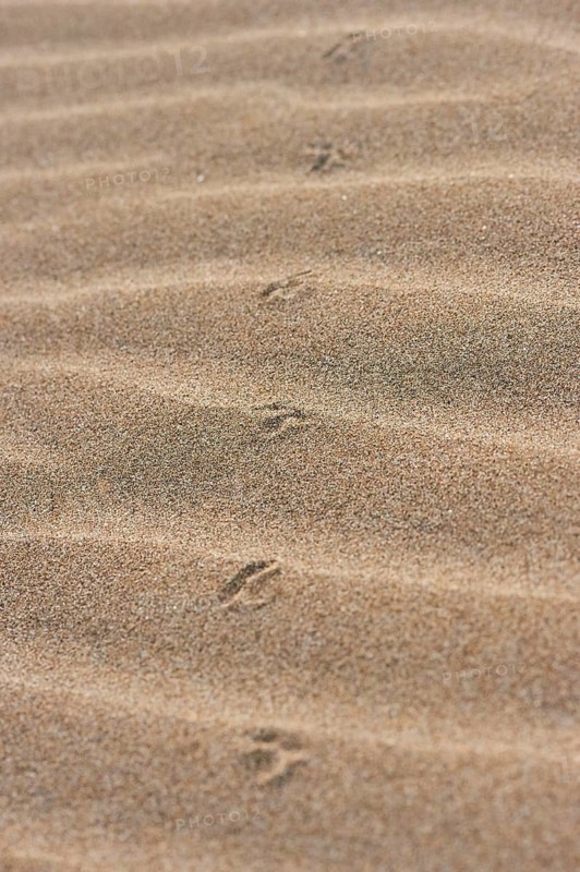 Animal track of a bird on the beach "Platja del Fangar", coast, nature reserve, ebro delta, Catalonia, Spain, Europe