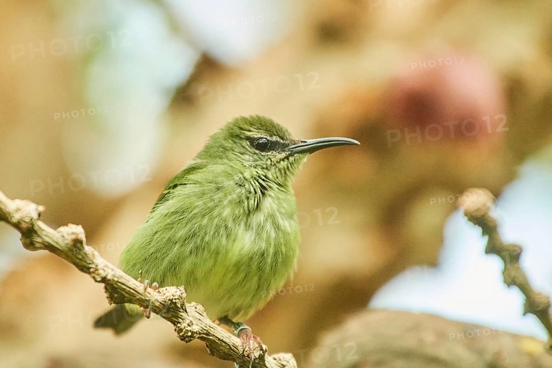 Red-legged honeycreeper (Cyanerpes cyaneus) female sitting on a branch, Bavaria, Germany, Europe