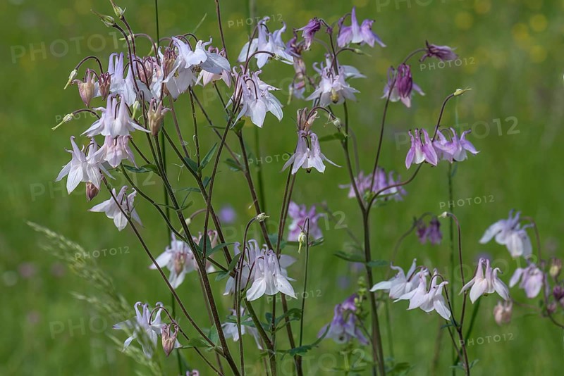 European columbine (Aquilegia vulgaris), Bavaria, Germany, Europe