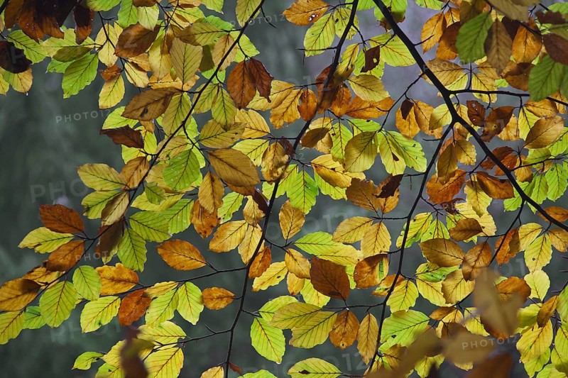 Common beech (Fagus sylvatica) tree leaves turning into colourful autumn colours in deciduous forest