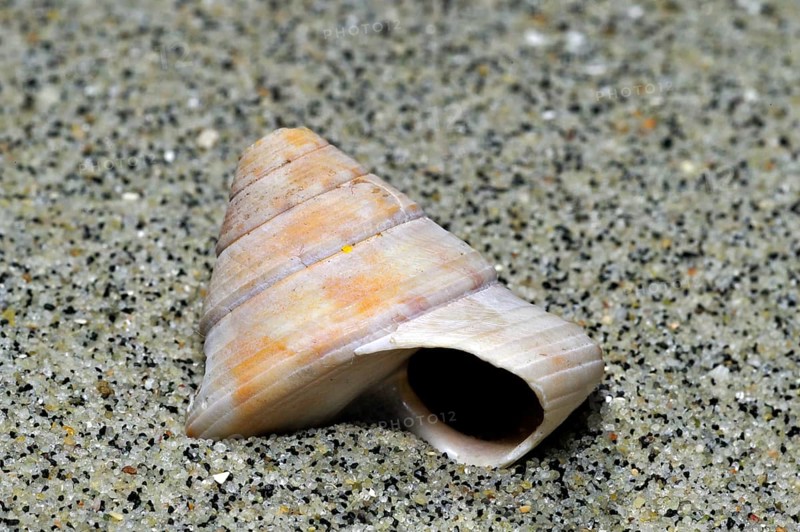 Gyroscope snail, Gyroscope snails, Other animals, Marine snails, Snails, Animals, Molluscs, Painted top shell (Calliostoma zizyphinum) on beach, Brittany, France, Europe