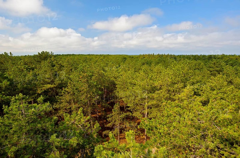 View from the lookout tower, pine forest, Fonteinsnol, De Koog, Texel Island, North Sea, North Holland, Netherlands