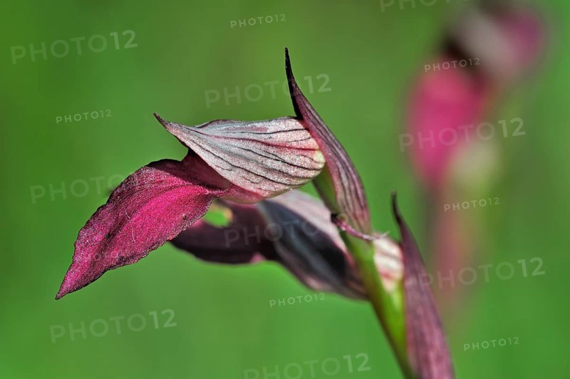 Tongue orchid, Tongue Serapias (Serapias lingua) (Helleborine lingua) (Orchis lingua) in flower