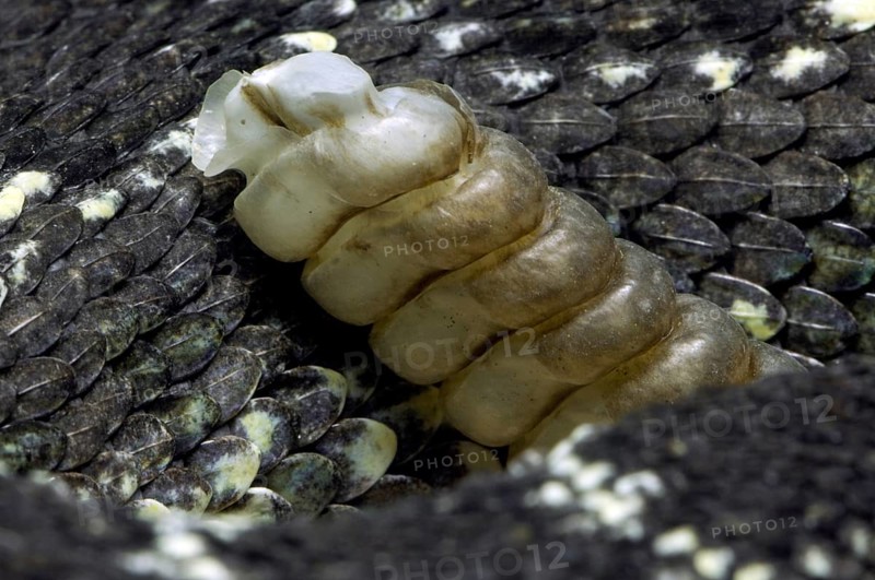 Close up of rattler and keeled scales of Arizona black rattlesnake (Crotalus oreganus cerberus) (Crotalus viridis cerberus) (Caudisona lucifer var. cerberus)