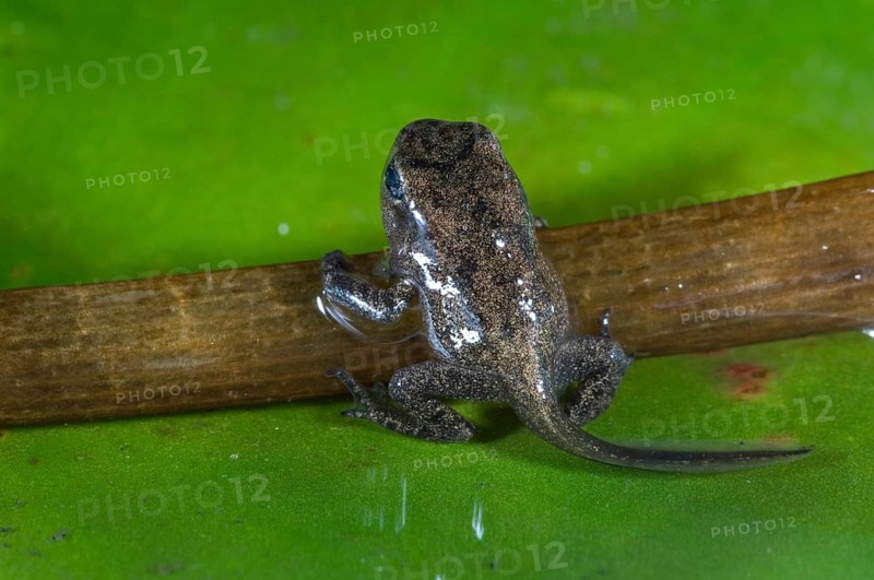 Common frog (Rana temporaria) Frog chick with well-developed limbs leaves the water
