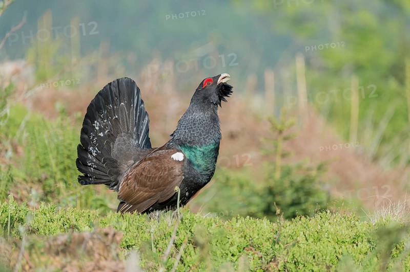 Western capercaillie (Tetrao urogallus) courting, Kalkalpen National Park, Upper Austria, Austria, Europe