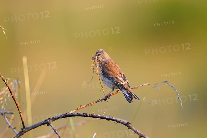 Linnet, female with nesting material, Dingdener Heide nature reserve, North Rhine-Westphalia, Germany, Europe