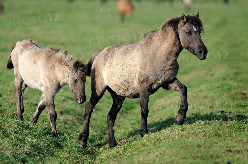 Dülmen wild horses, mare with foal, Merfelder Bruch, Dülmen, North Rhine-Westphalia, Dülmen wild horse, Germany, Europe